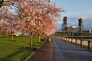 Willamette River Prints: USA, Oregon, Portland. Cherry trees in bloom at sunrise