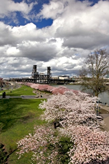 Willamette River Prints: USA, Oregon, Portland. Cherry trees in bloom along Willamette River
