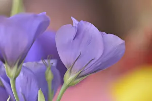 Images Dated 8th June 2020: USA, Oregon, Portland. Close-up of lisianthus flowers and bud