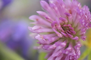 Weed Prints: USA, Oregon, Portland. Close-up of pink clover bloom. Credit as: Steve Terrill /