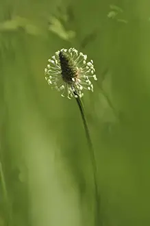 Images Dated 31st May 2008: USA, Oregon, Portland. Close-up of plantain weed bloom in meadow. Credit as: Steve