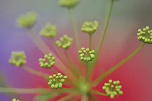 Images Dated 7th June 2008: USA, Oregon, Portland. Close-up of Queen Annes lace wildflower. Credit as: Steve