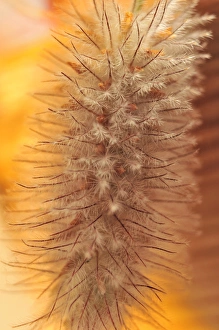Images Dated 2nd July 2008: USA, Oregon, Portland. Close-up of rabbit s-foot clover seed