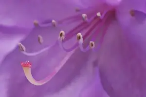 Images Dated 31st May 2008: USA, Oregon, Portland. Close-up of a rhododendron flower in garden. Credit as: Steve