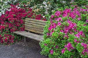 Images Dated 4th May 2016: USA, Oregon, Portland, Crystal Springs Rhododendron Garden, Rhododendrons and azaleas