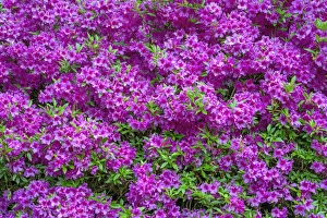 Images Dated 26th April 2016: USA, Oregon, Portland, Crystal Springs Rhododendron Garden, Azalea in bloom