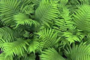 Images Dated 26th April 2016: USA, Oregon, Portland, Crystal Springs Rhododendron Garden, Bracken fern in spring