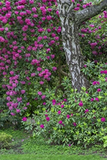 Images Dated 4th May 2016: USA, Oregon, Portland, Crystal Springs Rhododendron Garden