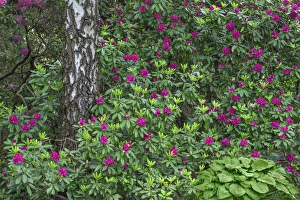 Images Dated 4th May 2016: USA, Oregon, Portland, Crystal Springs Rhododendron Garden