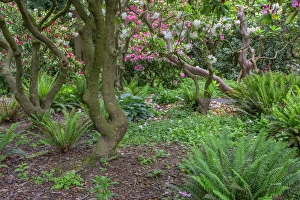 USA, Oregon, Portland, Crystal Springs Rhododendron Garden, Woody branches of rhododendrons