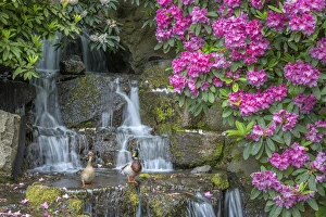Images Dated 26th April 2016: USA, Oregon, Portland, Crystal Springs Rhododendron Garden, Mallard ducks (male