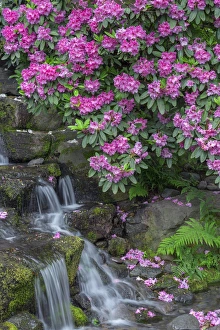 USA, Oregon, Portland, Crystal Springs Rhododendron Garden, Rhododendron blooms alongside waterfall