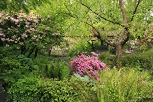 Images Dated 27th February 2017: USA, Oregon, Portland. Crystal Springs Rhododendron Garden scenic