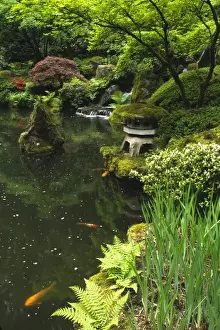 USA, Oregon, Portland. Golden koi (carp) swim below Heavenly Falls in the lower pond