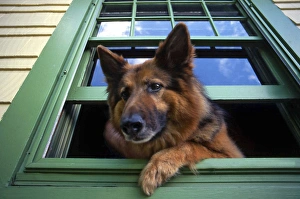 Companion Prints: USA, Oregon, Portland. Griff the long-hair German shepherd looking out window. Credit as