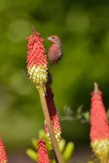Prints of USA, Oregon, Portland. House finch on torch flower Images Dated 2020 May: USA, Oregon, Portland. House finch on torch flower