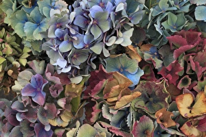 Images Dated 4th November 2011: USA, Oregon, Portland. Hydrangeas in garden