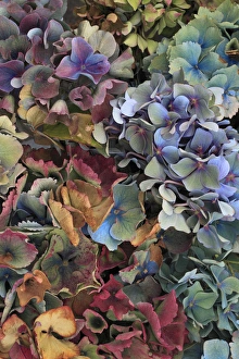 USA, Oregon, Portland. Hydrangeas in garden