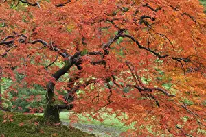 Images Dated 29th October 2008: USA, Oregon, Portland. Japanese maple tree in autumn color at Portland Japanese Garden