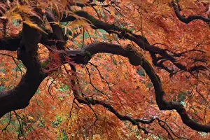 Images Dated 29th October 2008: USA, Oregon, Portland. Japanese maple tree in autumn color at Portland Japanese Garden