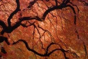 Images Dated 29th October 2008: USA, Oregon, Portland. Japanese maple tree in autumn color at Portland Japanese Garden