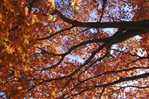 Images Dated 4th November 2007: USA, Oregon, Portland. Japanese maple tree in fall color