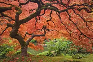 Images Dated 29th October 2008: USA, Oregon, Portland. Japanese maple tree next to pond at Portland Japanese Garden