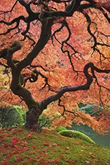 Images Dated 29th October 2008: USA, Oregon, Portland. Japanese maple trees in autumn color at Portland Japanese Garden
