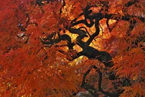 Images Dated 27th October 2007: USA, Oregon, Portland. Lace leaf Japanese maple tree in garden
