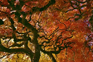 Images Dated 12th May 2020: USA, Oregon, Portland. Laceleaf Japanese maple tree
