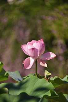 Seed Prints: USA, Oregon, Portland. Lotus flower in Lan Su Chinese Garden