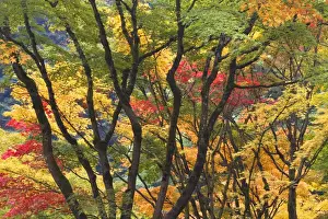 Images Dated 29th October 2008: USA, Oregon, Portland. Maple trees form dramatic shapes at Portland Japanese Garden