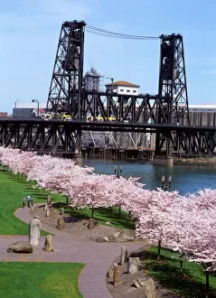 Images Dated 5th July 2006: USA, Oregon, Portland, MAX crossing the Steel Bridge near cherry tree blossoms at