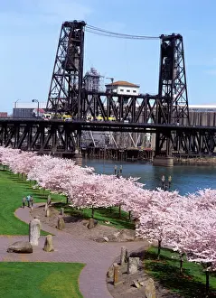 Downtown Prints: USA, Oregon, Portland, MAX crossing the Steel Bridge near cherry tree blossoms