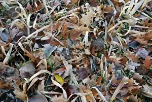 USA, Oregon, Portland. Morning frost on fallen leaves in field