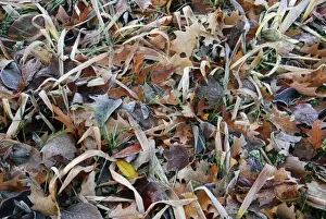 Images Dated 21st November 2007: USA, Oregon, Portland. Morning frost on fallen leaves in field