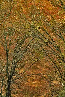 Images Dated 2nd November 2012: USA, Oregon, Portland. Moss-covered trees against field of grasses