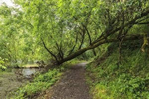 Images Dated 26th June 2012: USA, Oregon, Portland, Oak Bottoms Wildlife Refuge, the trail