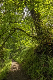 Images Dated 26th June 2012: USA, Oregon, Portland, Oak Bottoms Wildlife Refuge, the trail, Digital Composite, HDR