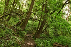 Images Dated 26th June 2012: USA, Oregon, Portland, Oak Bottoms Wildlife Refuge, the trail, Digital Composite, HDR