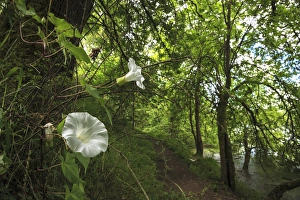 Images Dated 26th June 2012: USA, Oregon, Portland, Oak Bottoms Wildlife Refuge