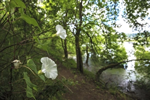Images Dated 26th June 2012: USA, Oregon, Portland, Oak Bottoms Wildlife Refuge