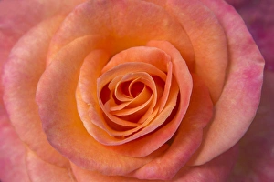 Kathleen Clemons Prints: USA, Oregon, Portland. Orange rose close-up