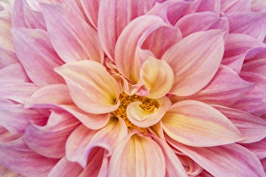 Kathleen Clemons Prints: USA, Oregon, Portland. Pink dahlia close-up