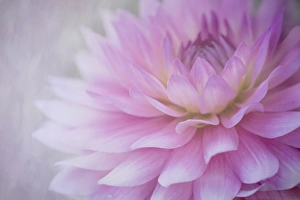 Images Dated 4th September 2015: USA, Oregon, Portland. Pink dahlia close-up