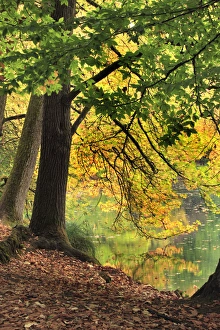 Steve Terrill Prints: USA, Oregon, Portland. Pond at Laurelhurst Park