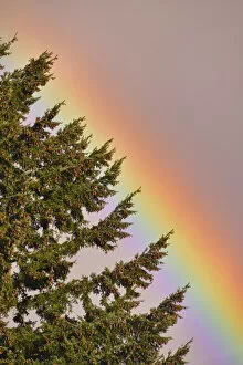 USA, Oregon, Portland. Rainbow arched on edge of fir tree