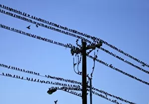Images Dated 4th November 2007: USA, Oregon, Portland. Starling birds sitting on power lines and pole above city street