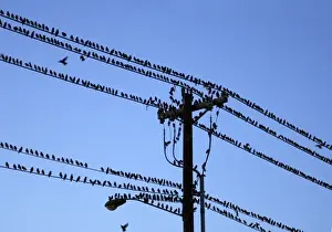 Images Dated 4th November 2007: USA, Oregon, Portland. Starling birds sitting on power lines and pole above city street
