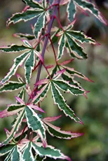 Images Dated 8th November 2007: USA, Oregon, Portland. Variegated leaf Japanese maple tree